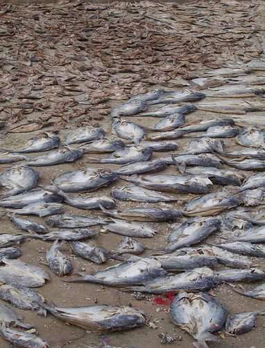 Millones de animales marinos mueren por la contaminación oceánica