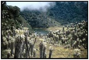 Parque Nacional Llanganates