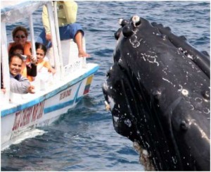 Observación de las ballenas jorobadas