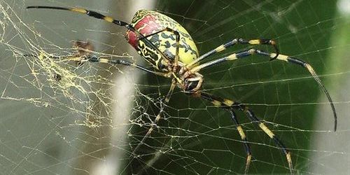 Las arañas tejen una seda cinco veces más fuerte que el acero