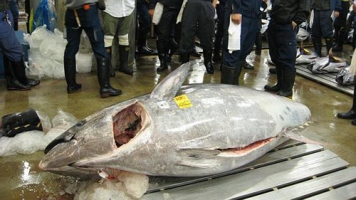 La lonja de Tokio vende su mayor atún rojo en 24 años por 28.000 euros