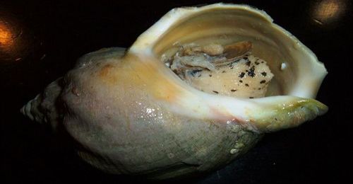 La baba de caracol marino, tan eficaz como la morfina