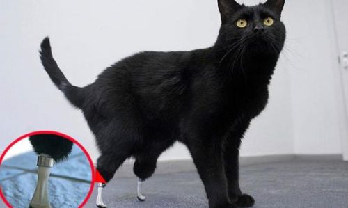 Veterinarios y bioingenieros británicos presentan al primer gato biónico
