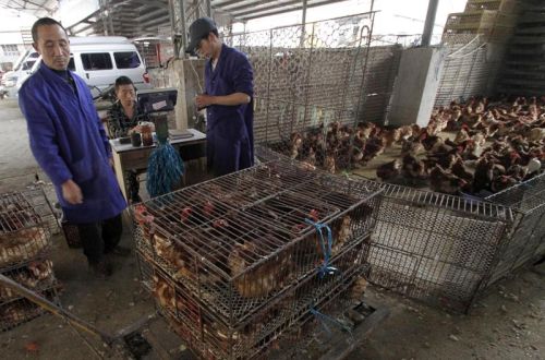 El virus de la gripe aviar H7N9 se extiende a otra provincia en China