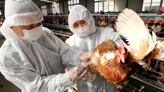 Primer caso de contagio entre humanos de la gripe aviar