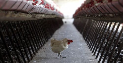 Aíslan una granja en Escocia tras detectarse varios casos de gripe aviar