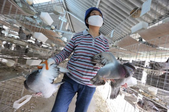 Corea del Sur confirma un brote de gripe aviar altamente patógena