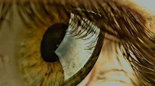 Científicos descubren que fusionando células se podría regenerar la retina humana