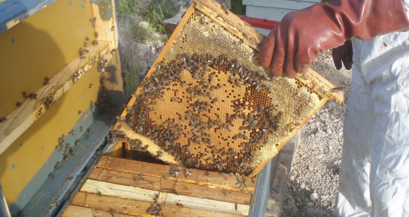 Inventan un modo sencillo de combatir el ácaro Varroa que acaba con las abejas