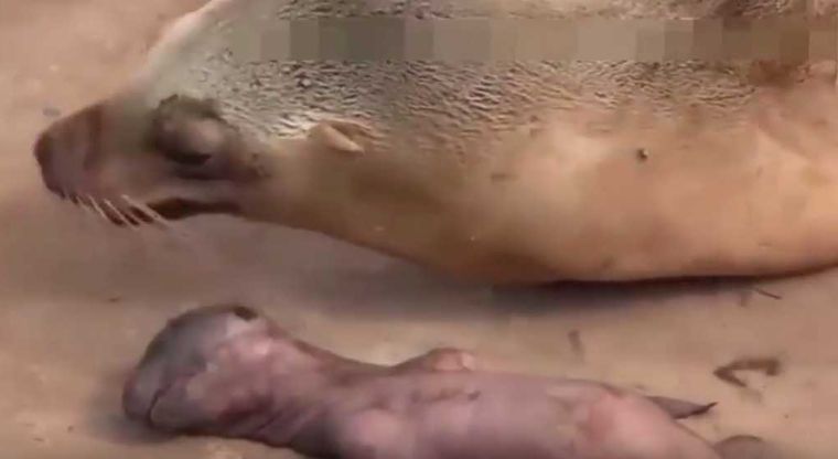 El desgarrador llanto de un león marino por la muerte de su cría