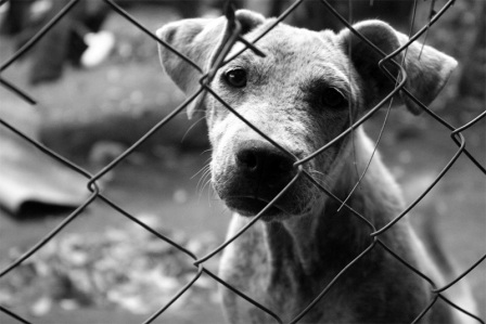 La terrible lacra del abandono de animales en España