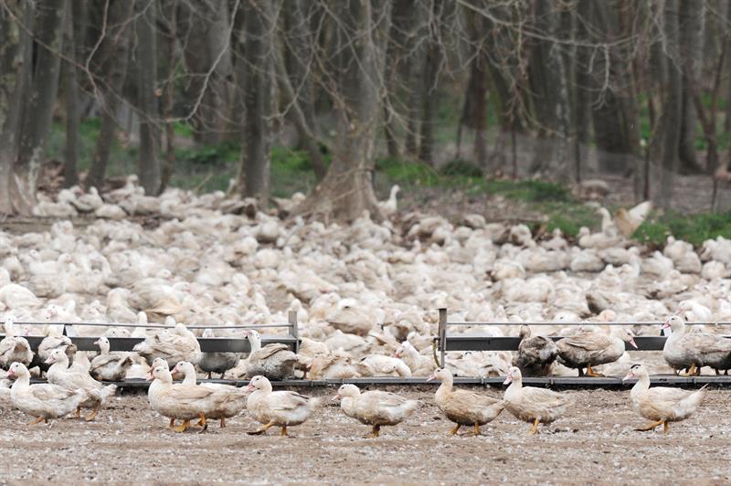 Sacrifican 7.000 patos más al extenderse la gripe aviar a otras seis granjas en Cataluña