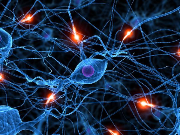 Investigadores descubren diferencias entre neuronas según su localización en el cerebro