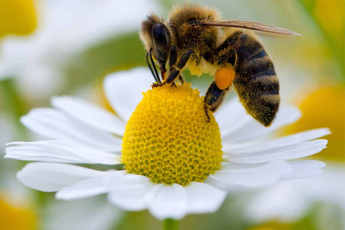 Aeródromo Rechazo Skalk La dieta impide a las abejas obreras ser reinas