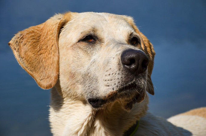 Piden dos años de cárcel para el dueño de un perro por culpa de sus ladridos
