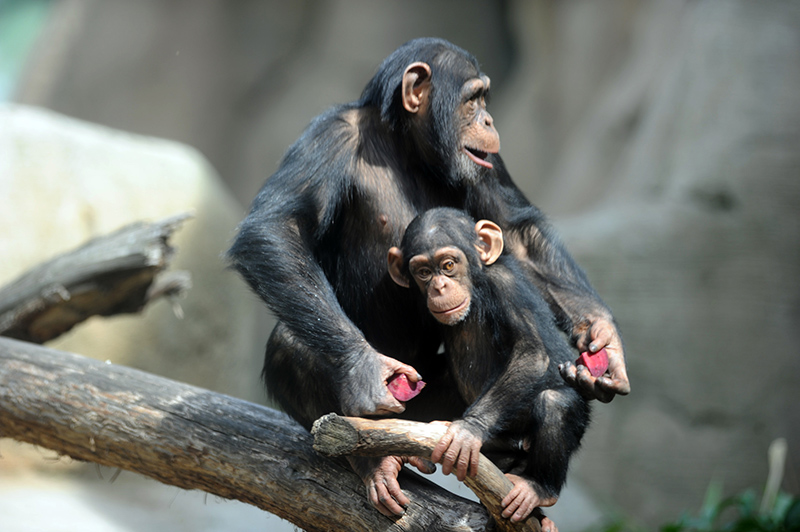 El comportamiento de chimpancés revela la adaptación humana al clima