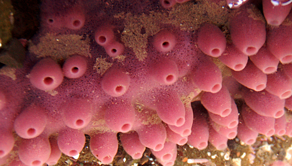 Трубчатый моллюск. Одноклеточные губки. Губка коралл. Трубчатые кораллы. Морская губка.