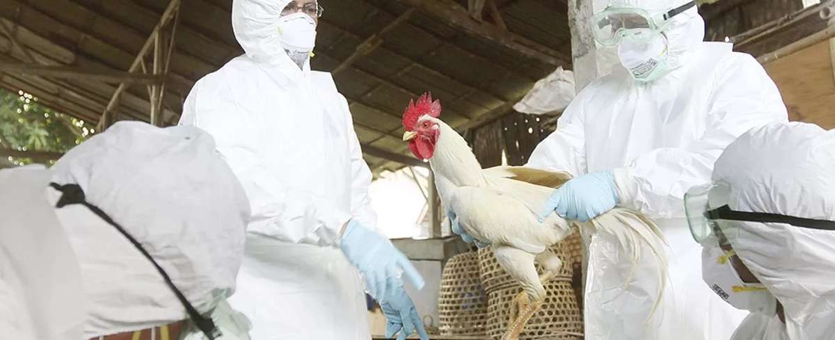 Un nuevo brote de gripe aviar en República Checa obliga a sacrificar a 100.000 aves  