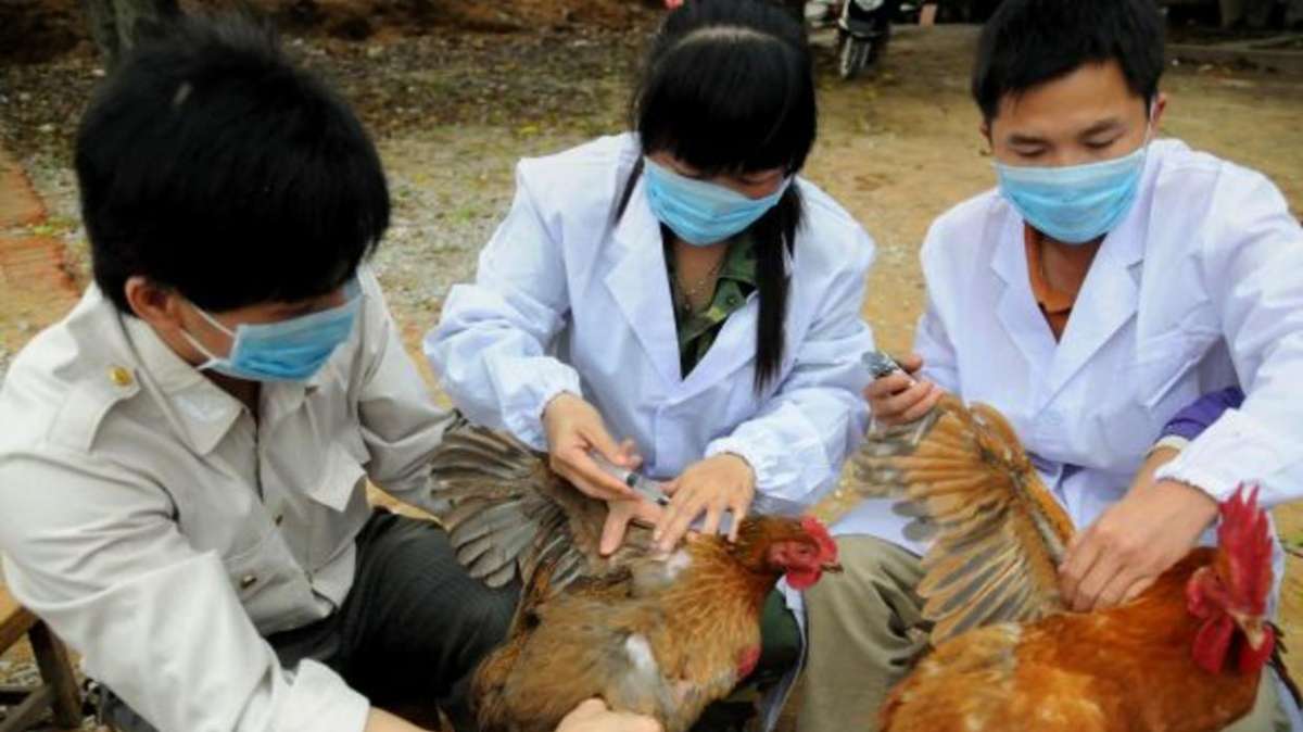 China informa de un brote de gripe aviar en una granja cercana a Wuhan