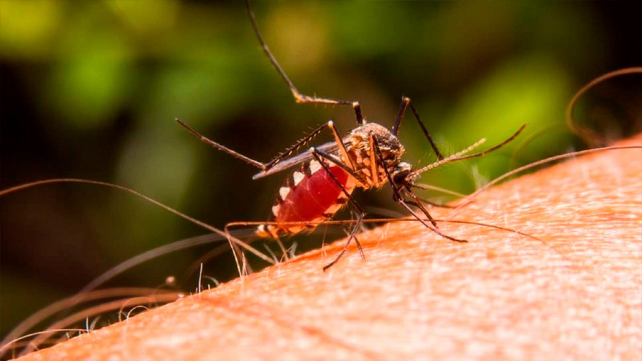 Un estudio avanza en el diagnóstico rápido de niños con malaria  asintomática - Republica.com