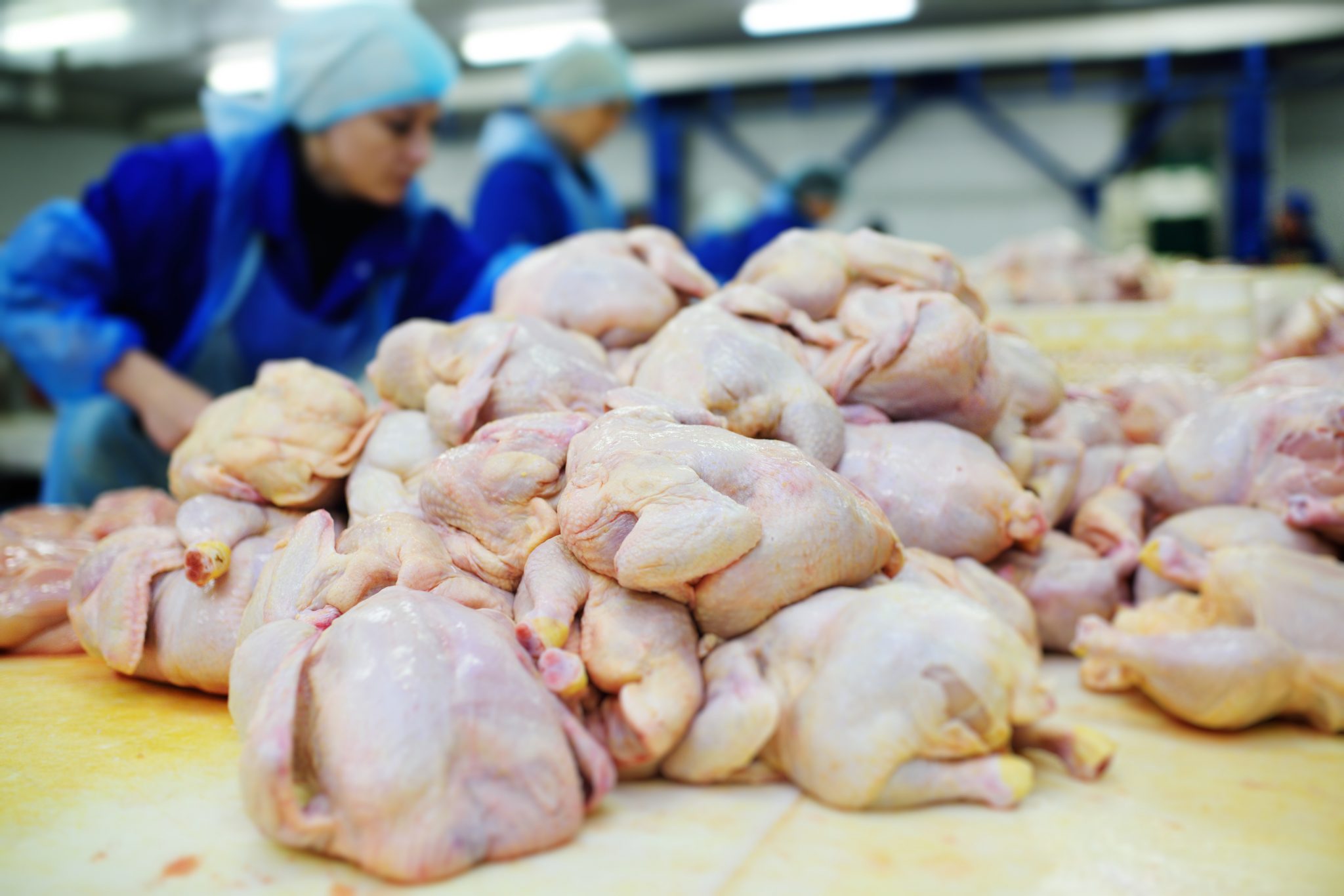 Brote en una planta avícola de Gales: 58 positivos y 560 trabajadores aislados