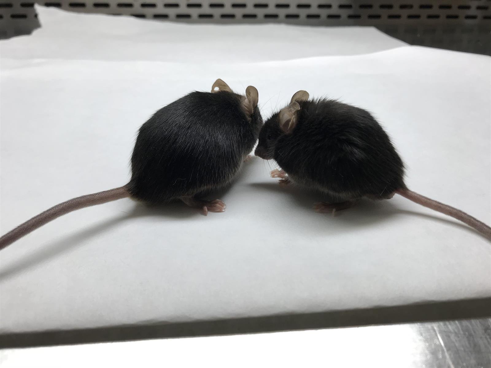Descubren que Ómicron pudo haberse originado en ratones