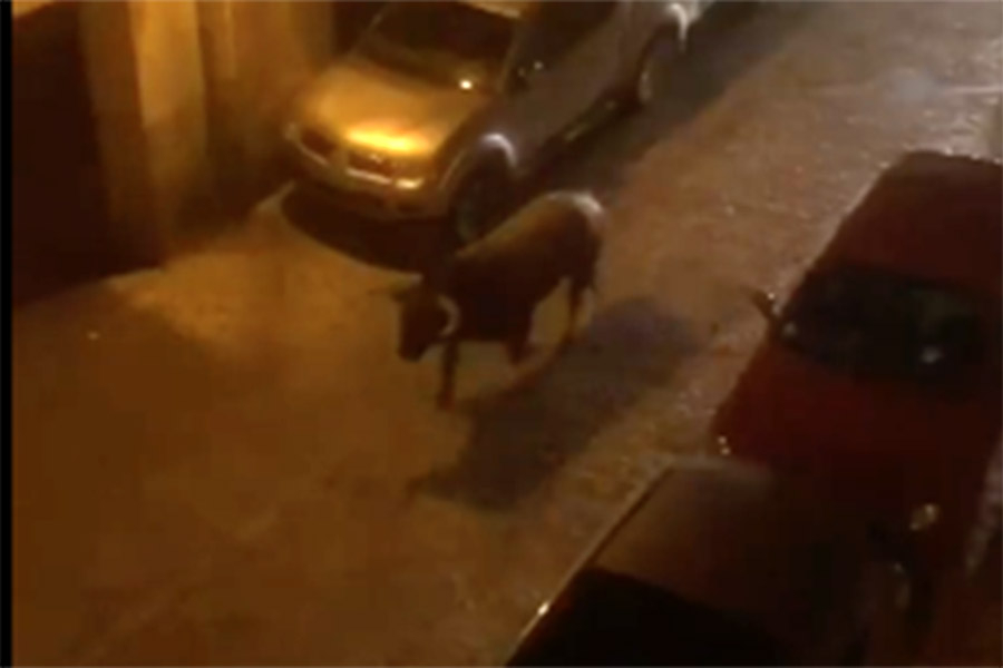 Polémica tras el atropello mortal al toro que escapó de un encierro en Brihuega