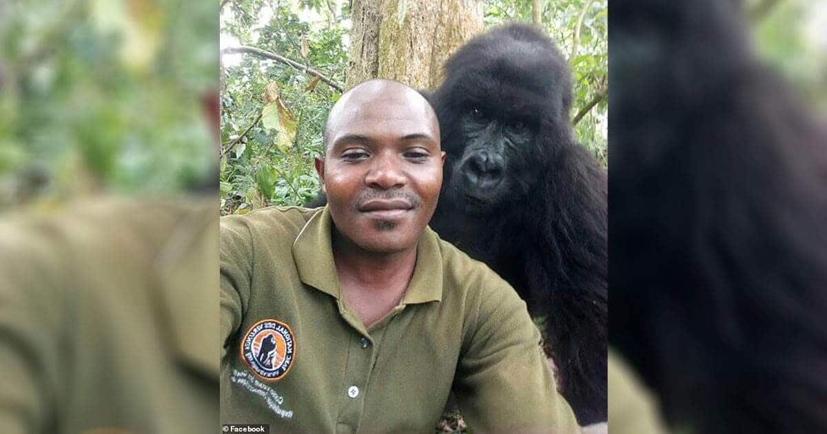 Muere Ndakasi, la "gorila del selfie", en el parque congoleño de Virunga