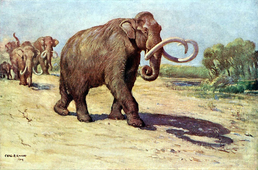 Reconstrucción de un mamut colombino de Charles R. Knight.