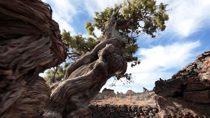 Un cedro de casi 1.500 años en el Teide, el árbol más viejo de Europa