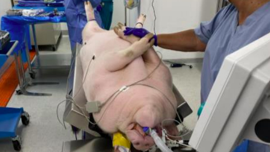 Cerdo del que se han extraído dos riñones modificados genéticamente.