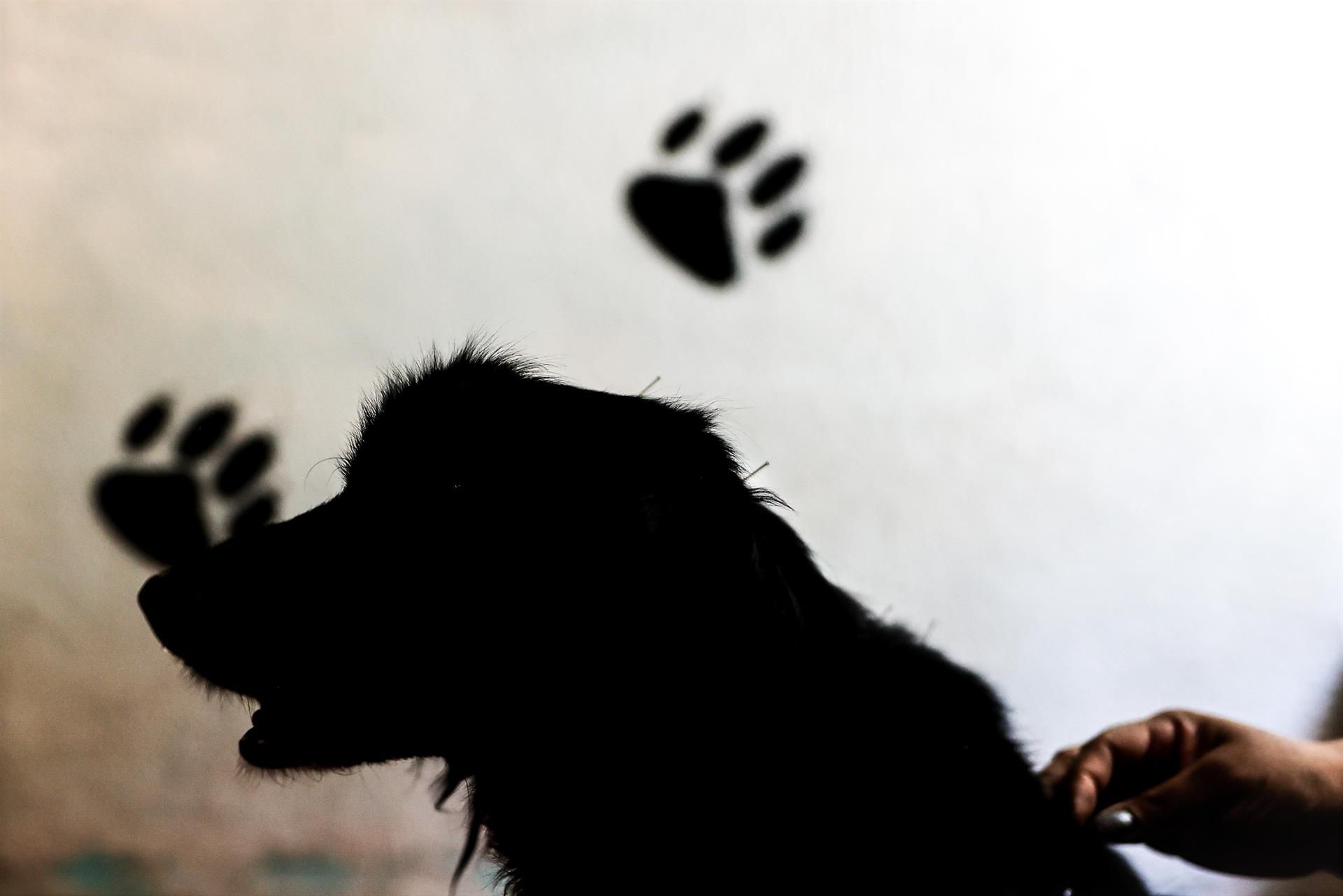 Cataluña asegura que el polémico experimento con perros 'beagle' se hace en Madrid