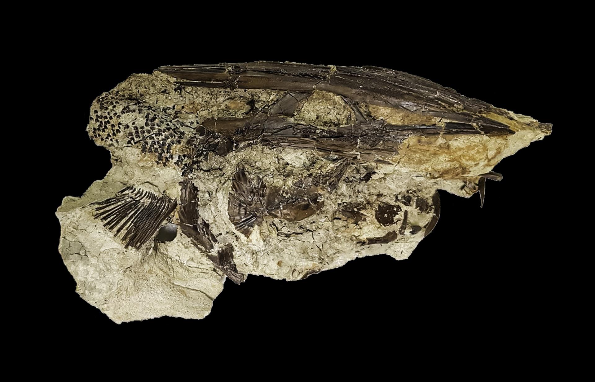 Restos fósiles de un pez espátula usado para la investigación de la imagen, que murieron apenas una hora después de aquel brutal impacto