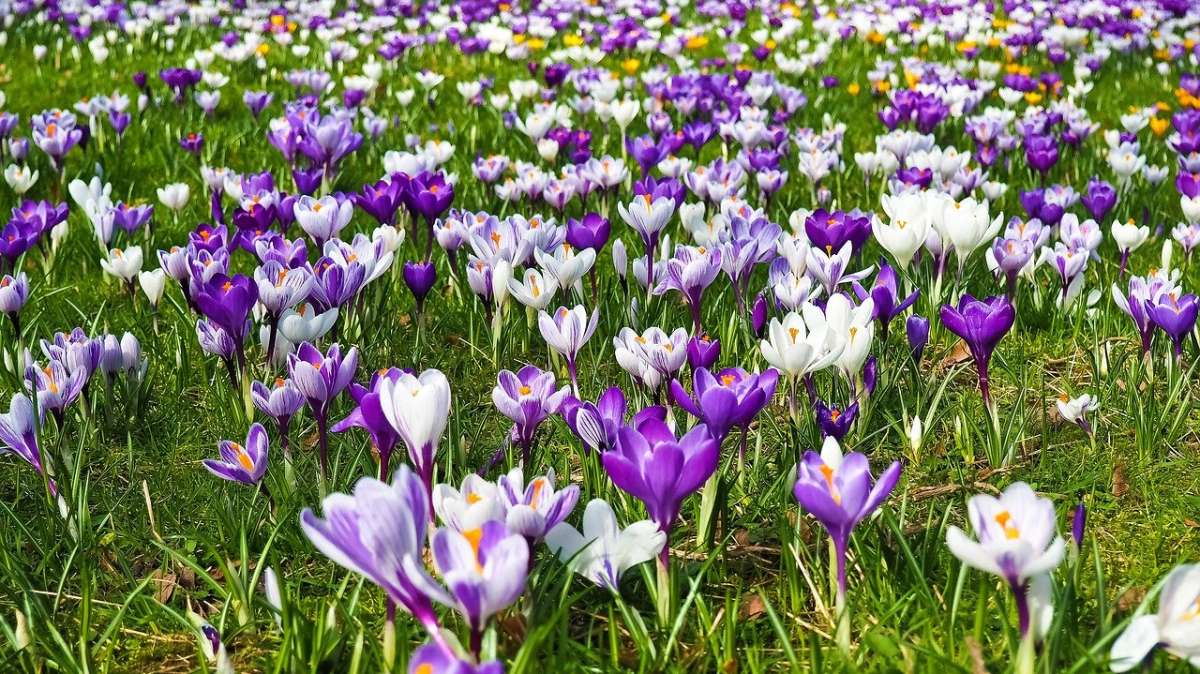 Todo lo que necesitas saber para entender tu alergia de primavera