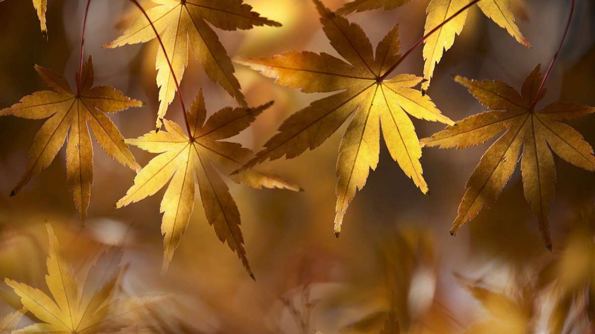 5 motivos para entender por qué se secan las hojas de tus plantas