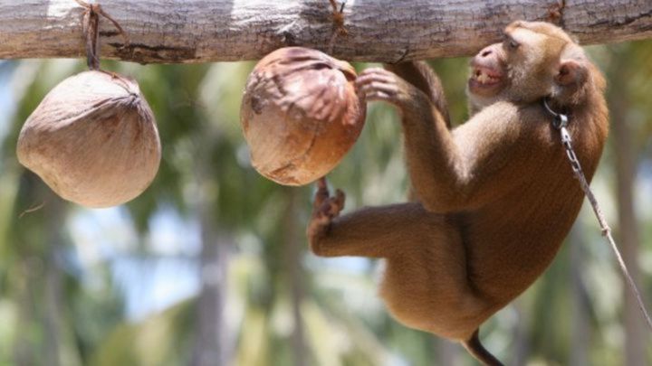 ¿Cómo se contagia la viruela del mono y cuáles son sus síntomas?