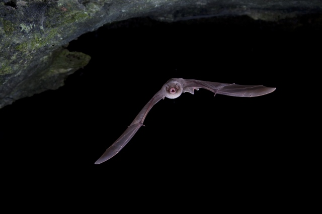 Un murciélago de cueva ‘Miniopterus schreibersii’,