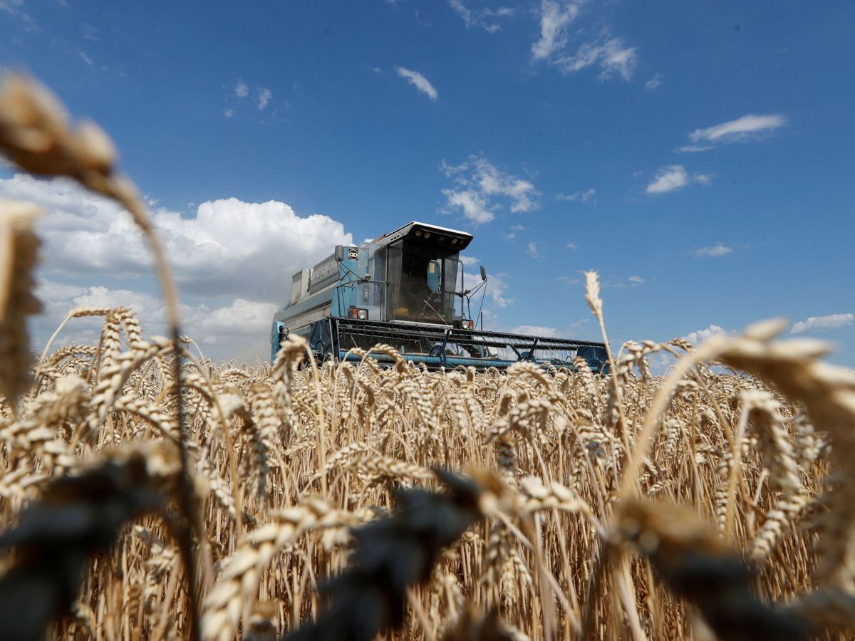 cosechadora de trigo en kiev