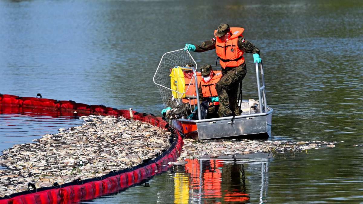 Catástrofe ecológica en el río Oder, entre Alemania y Polonia: toneladas de peces muertos, varias amenazas y un origen desconocido