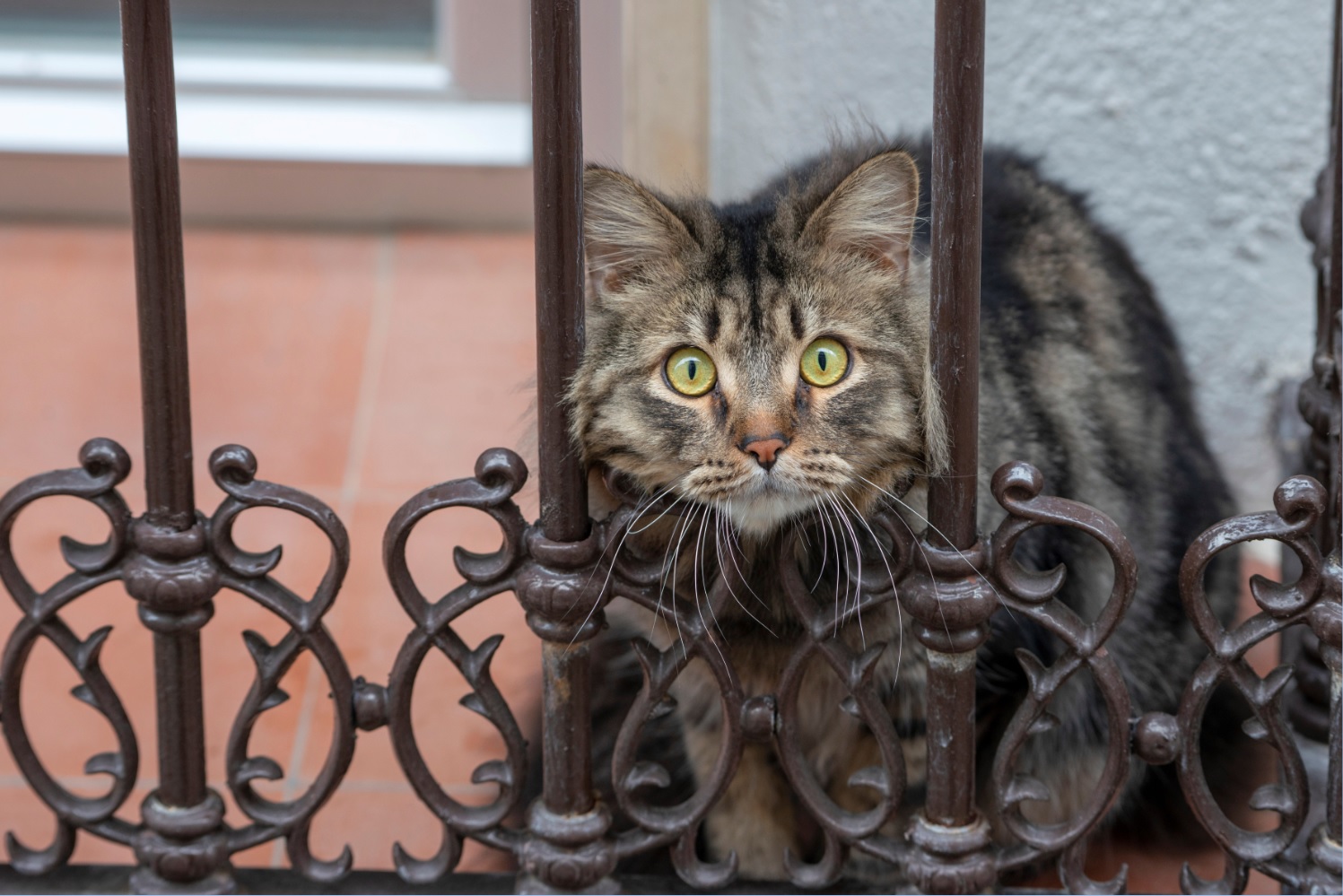 Un gato asoma en un balcón