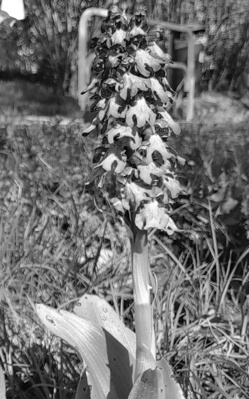 El caso de la orquídea desaparecida: se busca a Barlia Robertiana