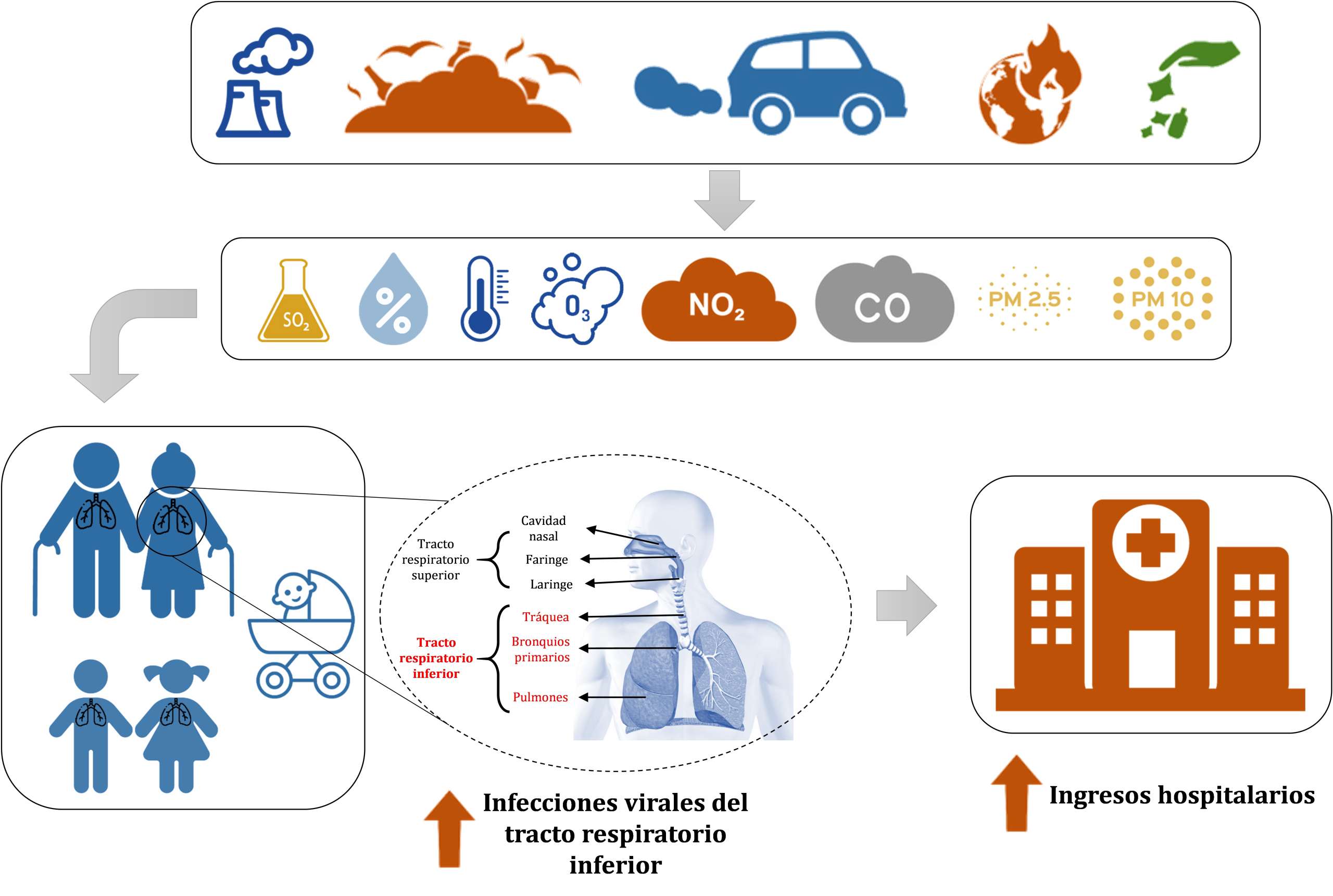 Ciclo de las infecciones respiratorias agudas de las vías bajas por contaminación atmosférica.