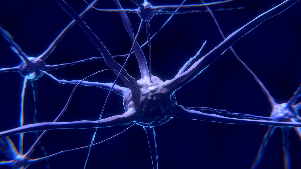 La reprogramación celular permite recrear redes neuronales de células humanas