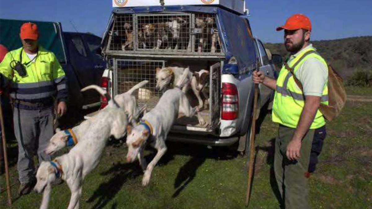 Belarra ofrece al PSOE excluir a los perros de caza de la Ley de Bienestar Animal siguiendo el 'modelo Page'