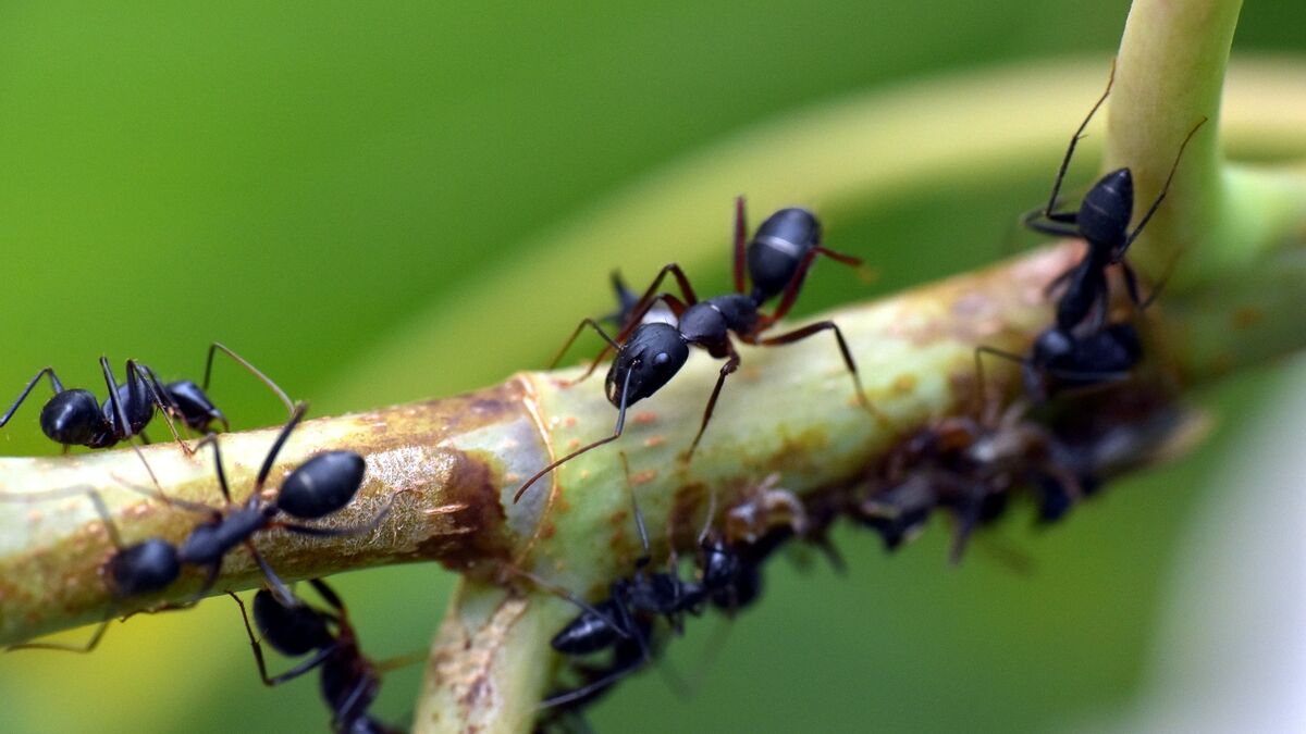 Las hormigas pueden detectar "con fiabilidad" las señales tumorales.