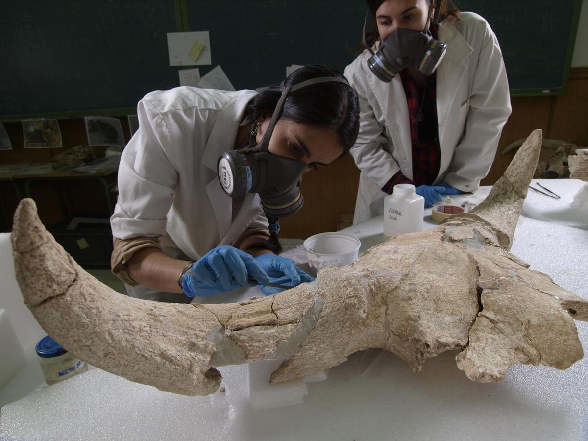 Trabajos en laboratorio de restauración de uno de los cráneos encontrados en la Cueva-Des-Cubierta.