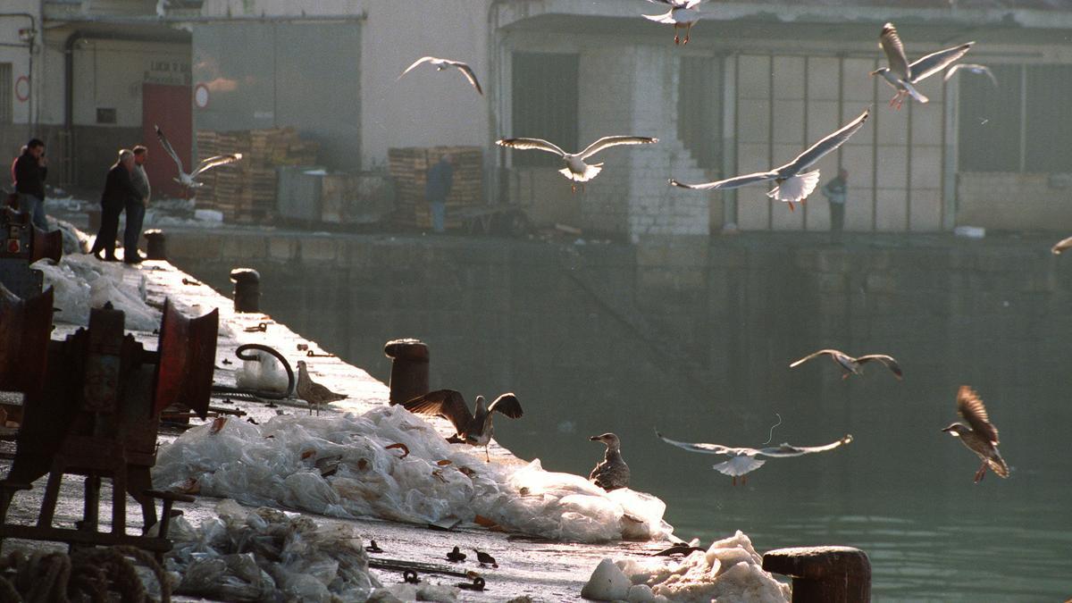 Unas gaviotas buscan restos de pescado en el muelle del puerto de Vigo.
