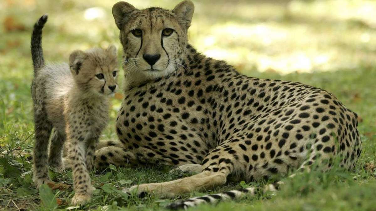 Miracinonyx, el extinto guepardo americano que fue más un puma
