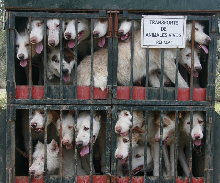 Animales hacinados en una jaula.