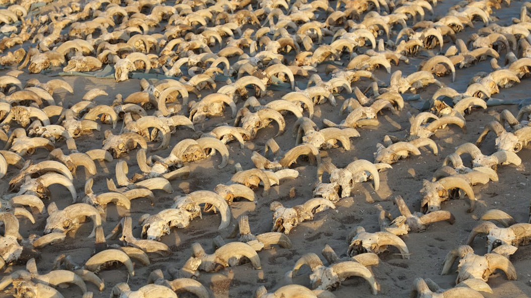 Decenas de carneros momificados.